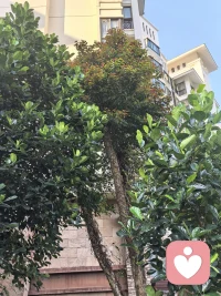 找回自己后，所见皆是美好，心中皆是欢喜
把那个丢失的自己找回来后，和自己的心在一起了，心境一变，小区还是那个小区，花还是那些花，水还是那汪水，树还是那些树，但是再见它们时，皆是内心欢喜，感恩它们的存在，让我感受到生命的美好。配图