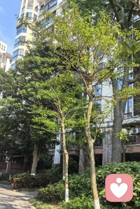 找回自己后，所见皆是美好，心中皆是欢喜
把那个丢失的自己找回来后，和自己的心在一起了，心境一变，小区还是那个小区，花还是那些花，水还是那汪水，树还是那些树，但是再见它们时，皆是内心欢喜，感恩它们的存在，让我感受到生命的美好。配图