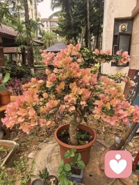 躯体化症状是个啥？

就是一个人本来有情绪问题或者心理障碍，却没有以心理症状表现出来，而转换为各种躯体化症状表现出来

当情绪出现时，我们无法消解，身体就会用各种不舒服的症状告诉我们

经常性的头疼
总觉得心脏不舒服
肠胃经常不适
持续很长时间感觉疲倦，做啥都没精神
经常性的失眠
心悸、胸闷气短……

去医‬院检查，又没啥事儿，但你‬的身体就是难受

如果你也有，这些持续的症状，该寻求心理支持啦