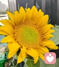 向日葵花开了———闲置的空地怪可惜，就随手种了些向日葵，也没多当回事儿照料，长得还挺好的，竟然开得这么灿烂，真的好满足好开心！
这就是没有期待反而会有惊喜和意外收获吧！