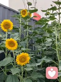 向日葵花开了———闲置的空地怪可惜，就随手种了些向日葵，也没多当回事儿照料，长得还挺好的，竟然开得这么灿烂，真的好满足好开心！
这就是没有期待反而会有惊喜和意外收获吧！