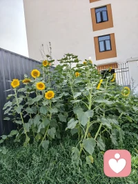 向日葵花开了———闲置的空地怪可惜，就随手种了些向日葵，也没多当回事儿照料，长得还挺好的，竟然开得这么灿烂，真的好满足好开心！
这就是没有期待反而会有惊喜和意外收获吧！