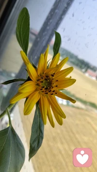 宿舍花盆里种的向日葵🌻种了将近20盆，这是其中长势最好，唯一开花了的一棵！努力付出总算没有落空，真是个应了那句话“付出了才有希望”。配图