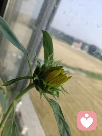 宿舍花盆里种的向日葵🌻种了将近20盆，这是其中长势最好，唯一开花了的一棵！努力付出总算没有落空，真是个应了那句话“付出了才有希望”。配图