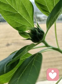 宿舍花盆里种的向日葵🌻种了将近20盆，这是其中长势最好，唯一开花了的一棵！努力付出总算没有落空，真是个应了那句话“付出了才有希望”。配图