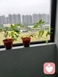 宿舍花盆里种的向日葵🌻种了将近20盆，这是其中长势最好，唯一开花了的一棵！努力付出总算没有落空，真是个应了那句话“付出了才有希望”。配图