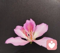 最近整个人都懒懒的，
不想努力，不想社交，不想变好。
允许自己颓废一阵子，
焦虑先放一放，我只想安安静静的躺平