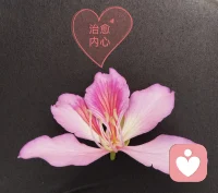 失眠的人应该很多吧，是不是也想有个说话的人……
希望那个人是我，也是你配图