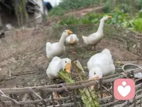 慢一点没关系，停顿也可以配图