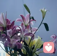 花展开了才鲜艳，人展开了才开心；不做情绪的奴隶，要做情绪的主导者配图