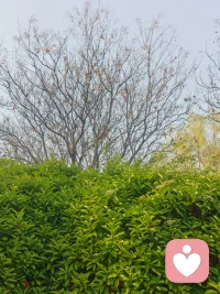 在这个春天有的已经盛开新芽频出，有的还在冬天没有反应过来春天已经到了。没关系您们的花期不同不必强行同步，不着急慢慢来属于你的终究还会到来😊