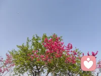 在这个春天有的已经盛开新芽频出，有的还在冬天没有反应过来春天已经到了。没关系您们的花期不同不必强行同步，不着急慢慢来属于你的终究还会到来😊