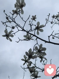 没有一朵花一开始便是花，
没有一朵花到最后仍是花，
给时间时间，让过去过去，让开始开始，
听风吟，看雪落，等花开，待春来。配图