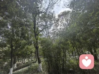 亲爱的，允许自己慢下来吧。
 
不必追赶每一阵风，不必回应所有的声音，不必把生活过得像一场必须赢的比赛。你已经很努力了，那些没说出口的疲惫、悄悄掉过的眼泪、反复纠结的心事，都值得被温柔接住。
 
风会停，雨会歇，乌云总会散开。你不需要立刻好起来，只需要好好待自己：好好吃饭，好好睡觉，好好呼吸，允许一切发生，也允许自己慢慢来。
 
你本身，就值得被爱，被珍惜，被好好安放。配图