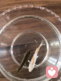 人生有时候就像🐟看似自由
却身不由己！早安新的一天，要加油，要努力。
为了明天更好的自己😘😘配图