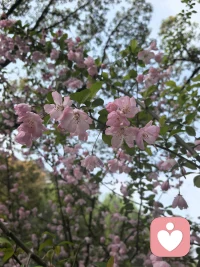 花是开悟的人，人是未悟的花
花开花谢之间，重要的是花在开，重要的是用心赏了花。若说人能拥有什么，停下来凝视的那一刻，便是在拥有着了。