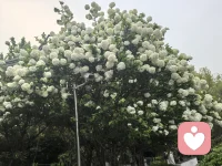 不管花开不开，我都依然在！