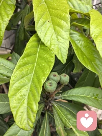 时间如梭，转眼即逝
马上又到了5.1节了，枇杷树上又挂满了果实。从开花到果实成熟经历6个月。如同做事情一样，不要急于看到结果，需要一个过程才能有收获。配图