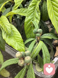 时间如梭，转眼即逝
马上又到了5.1节了，枇杷树上又挂满了果实。从开花到果实成熟经历6个月。如同做事情一样，不要急于看到结果，需要一个过程才能有收获。配图