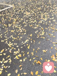 树叶的离去，不是树的不挽留，也不是树叶的无情，而是风的追求，更是自然的成全。
就像很多关系里的告别，从来都不是单方面的错。
树有它的身不由己，树叶有它的生命周期，就像人生里的很多离开，不是不爱了，而是我们都要往前走，在各自的轨迹里，把彼此的温柔，变成下一次盛开的底气。配图