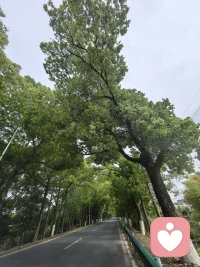 车窗里的夏天，风是软的，树是绿的。
​
一路向前，奔赴在绿意盎然的路上。配图