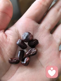 心中有爱，眼里有光，生活怎么会没有生机呢？猜猜这是什么种子，猜对啦有奖哦😲我要用这个种子水培发芽，做个盆景，期待它的成长吧。
不文明的行为，做了一次采花大盗🤣🤣🤣