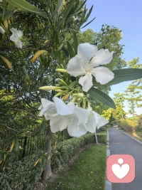 别被她温柔的表象骗了，她是带刺的玫瑰，也是淬了毒的蜜糖，是开在人间的夹竹桃，热烈又危险，迷人又清醒。