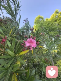 别被她温柔的表象骗了，她是带刺的玫瑰，也是淬了毒的蜜糖，是开在人间的夹竹桃，热烈又危险，迷人又清醒。
