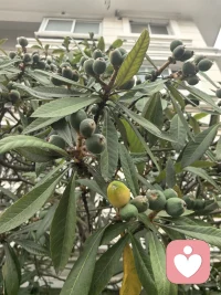 美好也许就藏在日常的鸡零狗碎里，
这不发现了偷偷变熟的果实吗？配图