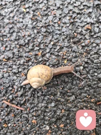 🐌 雨后的傍晚，正是蜗牛的“狂欢时间”呀！配图