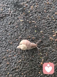🐌 雨后的傍晚，正是蜗牛的“狂欢时间”呀！配图