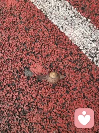 🐌 雨后的傍晚，正是蜗牛的“狂欢时间”呀！配图