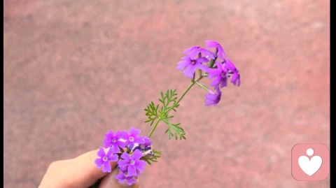 不要延迟幸福