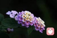 爱好就是精神世界的布洛芬，治不好生活的所有病，但能抚平所有情绪的疼。配图