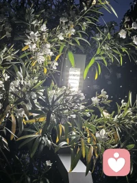 不要总是把昨天攥得太紧，要适当腾出空间留给明天
今晚的风很温柔，花也开得安静，忽然觉得，放过自己才是最好的开始。配图