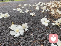雨后漫步，偶遇一地落花，
白夹竹桃，落尽初夏温柔。