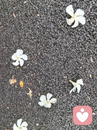 雨后漫步，偶遇一地落花，
白夹竹桃，落尽初夏温柔。