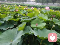 人生有太多的无奈，但谁又能怎样，把你的不开心说出来，我会耐心等你的消息，静等荷花绽放配图