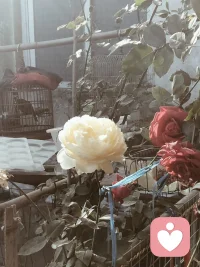 不能让情绪控制自己的生活，放开心情，找到自我 ，你开心我快乐，你难过我陪伴，我是倾听师，迎接新的一天。配图