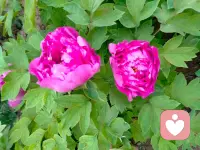 爱和被爱的感觉一样吗，亲，你们在享受着哪一种💑💑💑配图