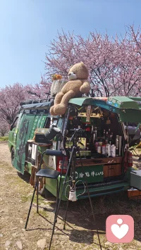 春有约，花不误……