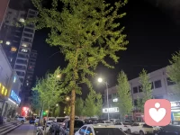 人间最美四月天，路灯把新叶照得如此温柔，我想把这一整晚的绿意珍藏，垂柳的千丝万缕都在试探靠近，银杏树满身的新绿都在静待花开，春深似海，这是我刚刚见过生机勃勃的遗憾，垂柳多情，在风里千回百转像极了我欲言又止的挽留，舍不得是真的，，，配图