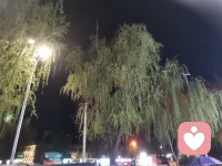 人间最美四月天，路灯把新叶照得如此温柔，我想把这一整晚的绿意珍藏，垂柳的千丝万缕都在试探靠近，银杏树满身的新绿都在静待花开，春深似海，这是我刚刚见过生机勃勃的遗憾，垂柳多情，在风里千回百转像极了我欲言又止的挽留，舍不得是真的，，，配图