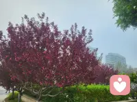 人间最美四月天，路灯把新叶照得如此温柔，我想把这一整晚的绿意珍藏，垂柳的千丝万缕都在试探靠近，银杏树满身的新绿都在静待花开，春深似海，这是我刚刚见过生机勃勃的遗憾，垂柳多情，在风里千回百转像极了我欲言又止的挽留，舍不得是真的，，，配图