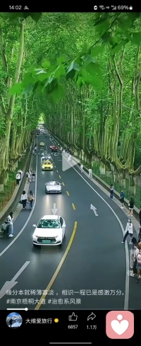 梧桐树下，是慢下来的岁月，，也是静下来的人心。，亦是那首词，梧桐更兼细雨，到黄昏，点点滴滴，借得金陵千古意，只将心事付君庐，，，