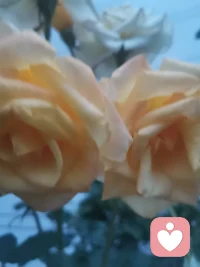 窗外飘着绵绵细雨，氛围温柔又安详，雨落有声，心事无声，听雨声抚平心绪，繁杂杂念也被轻轻冲刷，人生亦如天气，时有微风小雨，沉下心来便能在细碎光景里，寻得内心安稳，愿每一个心怀思绪的人，都能和自己好好相处，与生活温柔相拥。在烟雨的时光里，安顿自己，静待晴朗到来配图