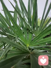 窗外飘着绵绵细雨，氛围温柔又安详，雨落有声，心事无声，听雨声抚平心绪，繁杂杂念也被轻轻冲刷，人生亦如天气，时有微风小雨，沉下心来便能在细碎光景里，寻得内心安稳，愿每一个心怀思绪的人，都能和自己好好相处，与生活温柔相拥。在烟雨的时光里，安顿自己，静待晴朗到来配图