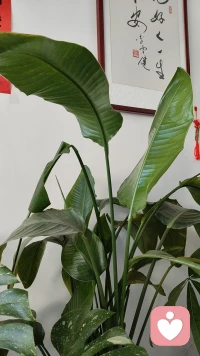 每年高考，总伴着一场夏雨，好像整个世界都在陪着这群少年，不必慌张，不必焦虑，淋过这场六月的雨，前方全是晴朗大道，愿每一位考生，都从容应战，不负自己不负韶华，祝旗开得胜！前程似锦！
