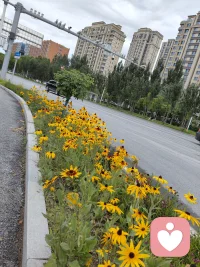 感恩每一场双向治愈的遇见，有幸接住你的情绪🌹感恩相遇🌹，所有遇见皆是馈赠❤️，感恩愿意向我敞开心扉的你❤️，治愈与成长同行🌹🌹。配图