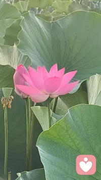🌴🌷我们都渴望一份不带偏见的共情，不用小心翼翼顾及分寸，不用害怕说出真实想法会被否定。感情里的遗憾、纠结、孤独，那些无处安放的情绪，都可以缓缓诉说。清晨适合和解，也适合安放心事。如果你想卸下满身疲惫，来一场温暖的语音倾诉，我始终在这里，以温柔相待🌹🌹